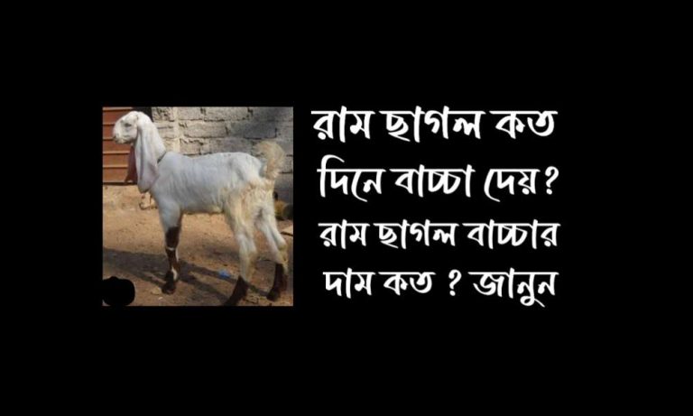 রাম ছাগল কত দিনে বাচ্চা দেয়
